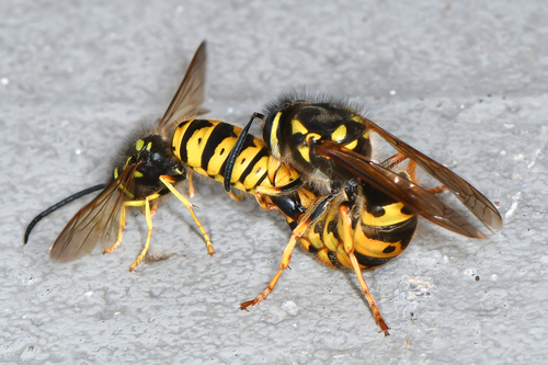 German Yellowjacket, photo 10 of 10