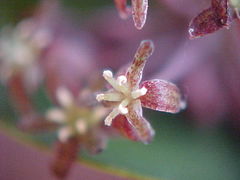 Smilax campestris
