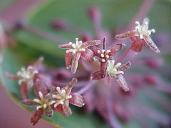 Smilax campestris