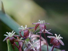 Smilax campestris
