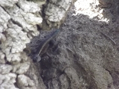 Sceloporus licki