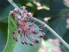Smilax campestris