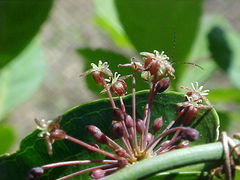 Smilax campestris