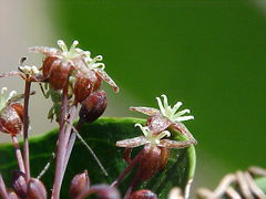 Smilax campestris