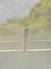 Dicrurus macrocercus