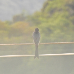 Dicrurus macrocercus