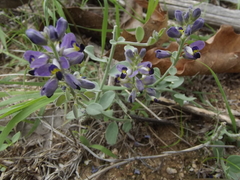 Polygala xanti