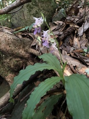 Calanthe puberula