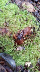 Neolucanus cingulatus muntjac