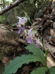Calanthe puberula