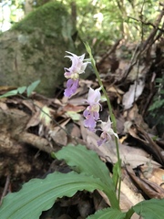 Calanthe puberula