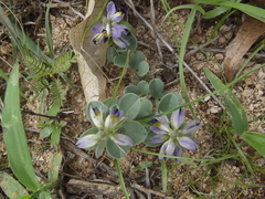 Polygala xanti