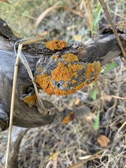 Xanthomendoza montana