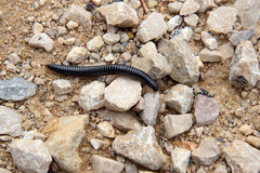 Ommatoiulus sabulosus aimatopodus