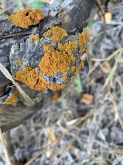Xanthomendoza montana