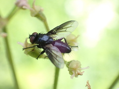 Nyctia halterata