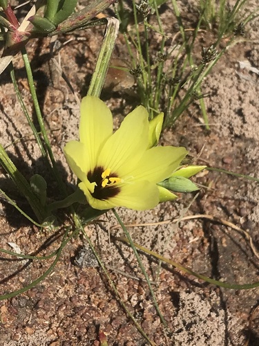 Geissorhiza darlingensis
