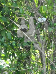 Bradypus variegatus tapajoensis