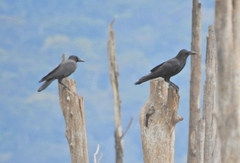 Corvus macrorhynchos levaillantii