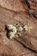 Oligia strigilis