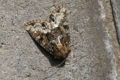 Oligia strigilis