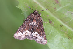Oligia strigilis
