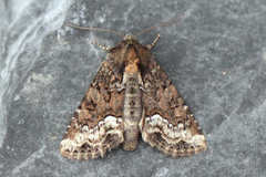 Oligia strigilis
