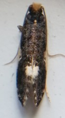 Monopis spilotella