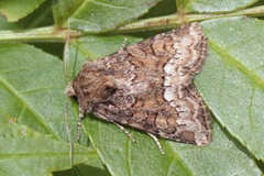 Oligia strigilis