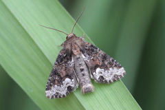 Oligia strigilis
