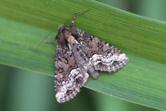 Oligia strigilis