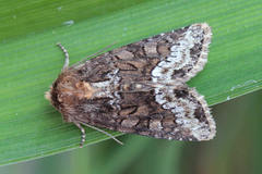 Oligia strigilis