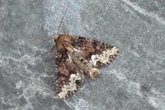 Oligia strigilis