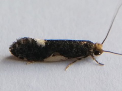 Monopis spilotella