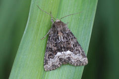 Oligia strigilis