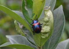 Platycorynus undatus