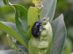 Platycorynus undatus
