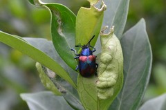 Platycorynus undatus