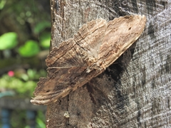 Anisoneura aluco
