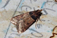 Loryma basalis
