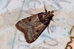 Loryma basalis
