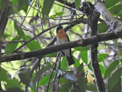 Cyornis sumatrensis