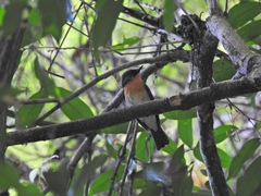 Cyornis sumatrensis