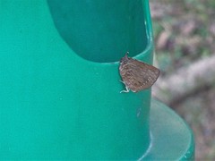Arhopala centaurus nakula