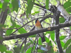 Cyornis sumatrensis