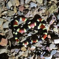 Micruroides euryxanthus