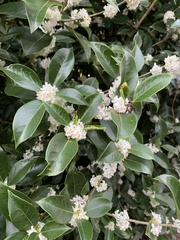 Osmanthus