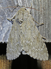 Acronicta americana