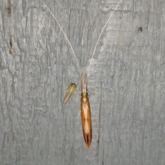 Triaenodes marginatus