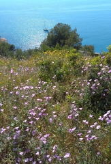 Convolvulus althaeoides althaeoides